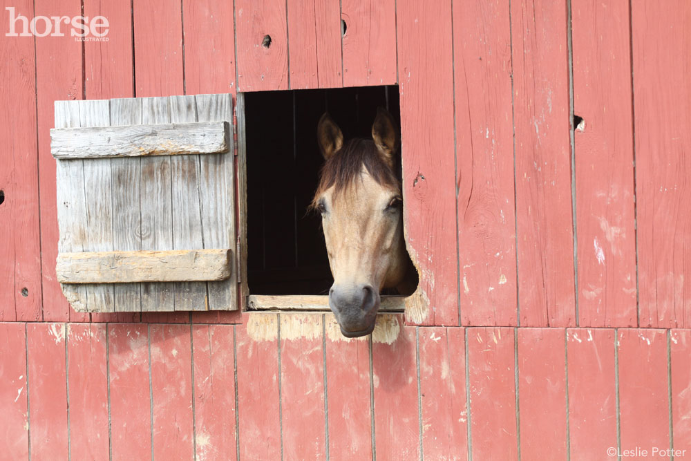 Horse in a Barn