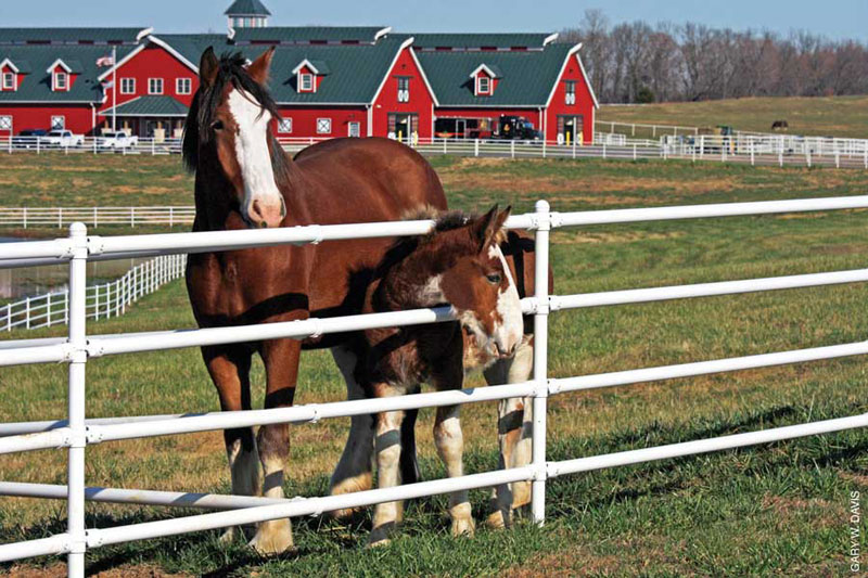 Budweiser Clydesdales