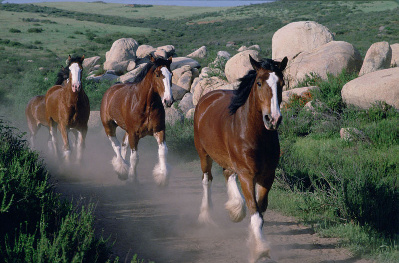 Budweiser Clydesdales