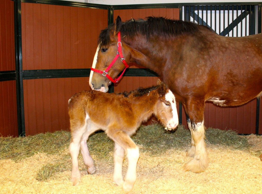 Mac the Budweiser Clydesdale Colt