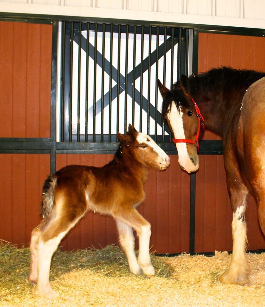 Mac the Budweiser Clydesdale Colt