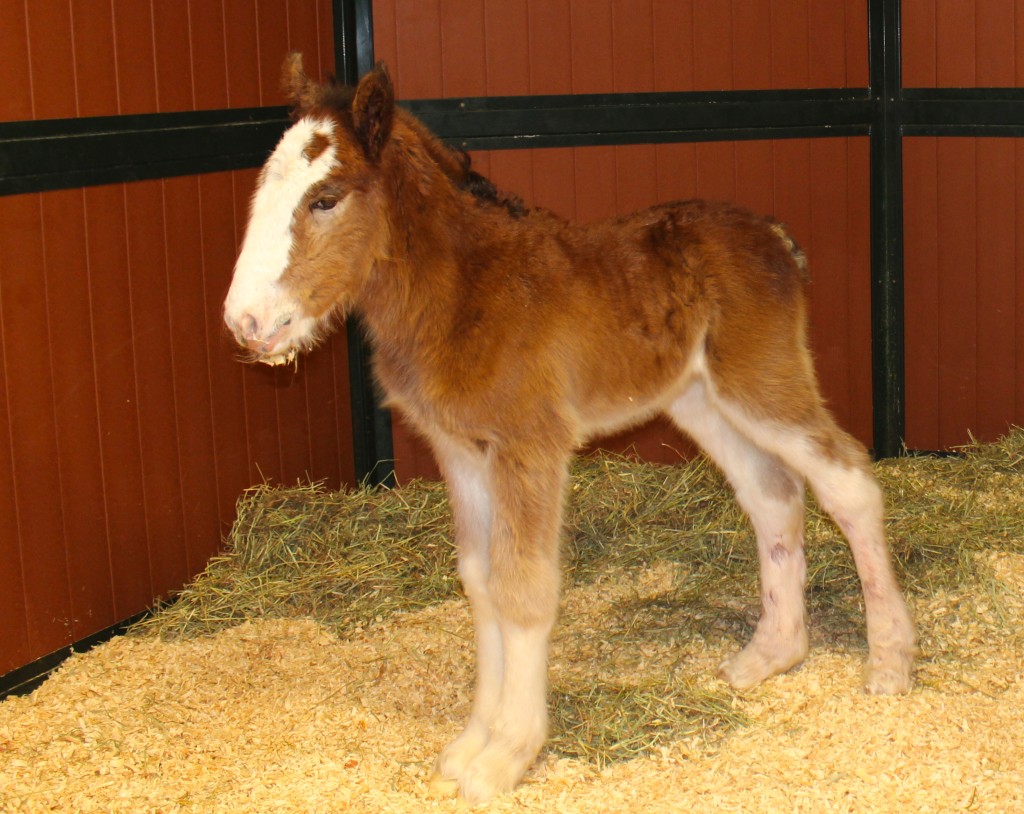 Mac the Budweiser Clydesdale Colt