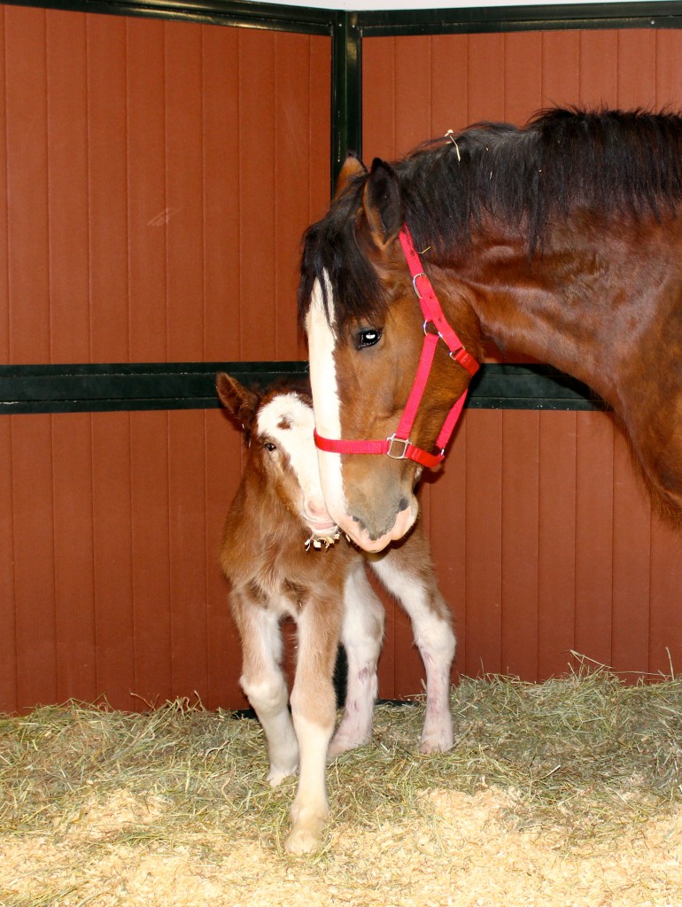 Mac the Budweiser Clydesdale Colt