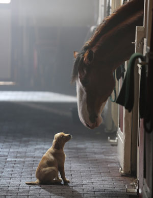 Budweiser Clydesdale