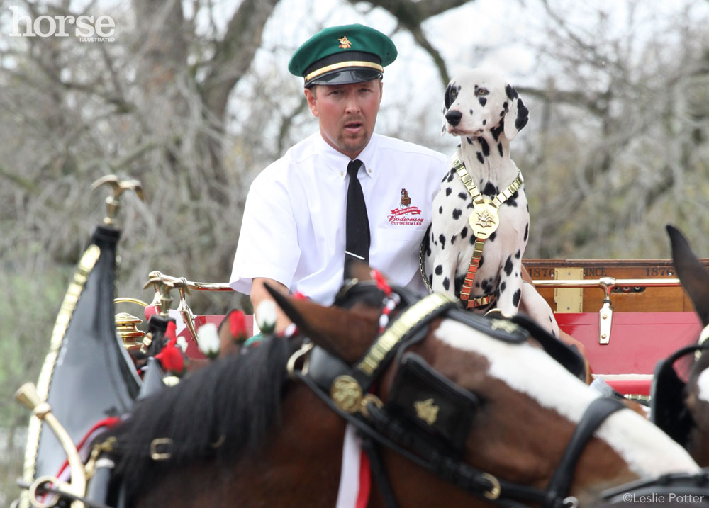 Budweiser Clydesdales