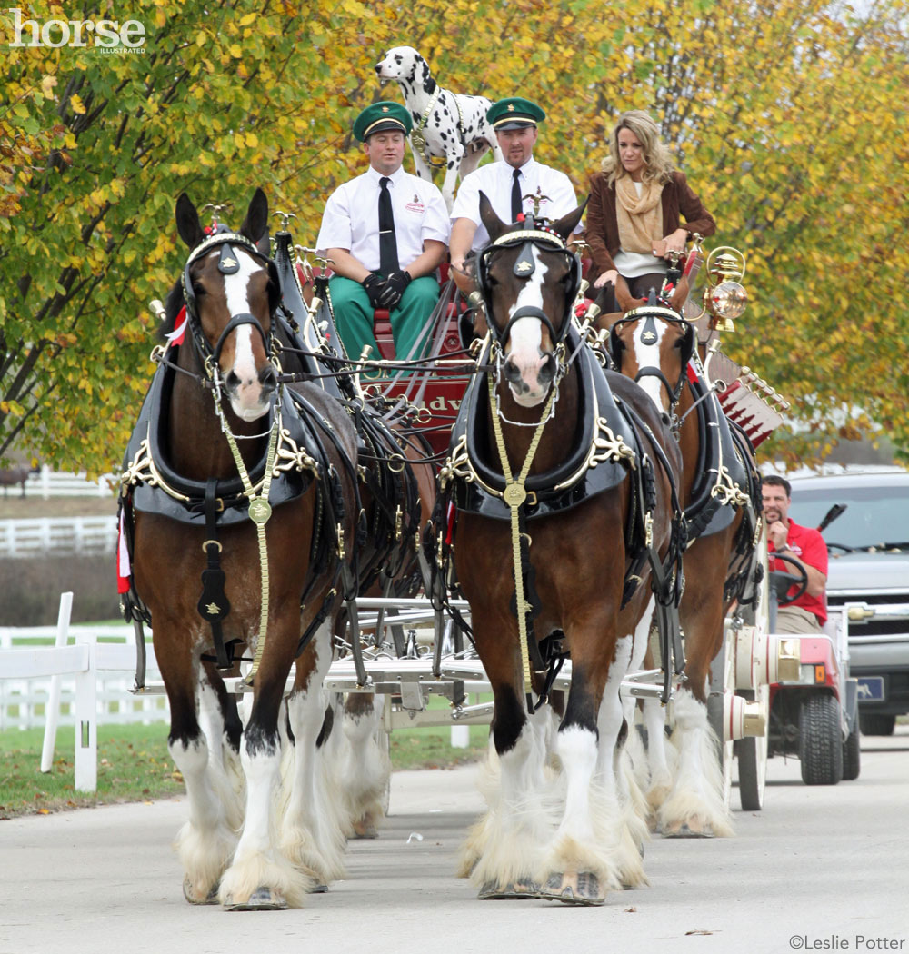 Budweiser Clydesdales