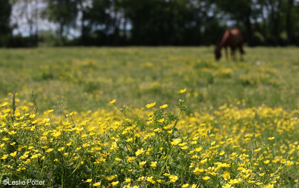 Horse in Field of Buttercups