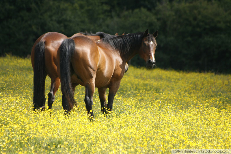 Horses in Field