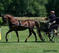 Carriage driving horse