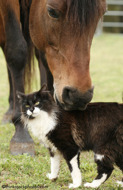 Cat and Horse