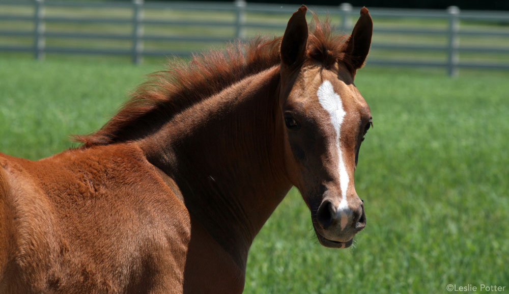 Chestnut Arabian Foal