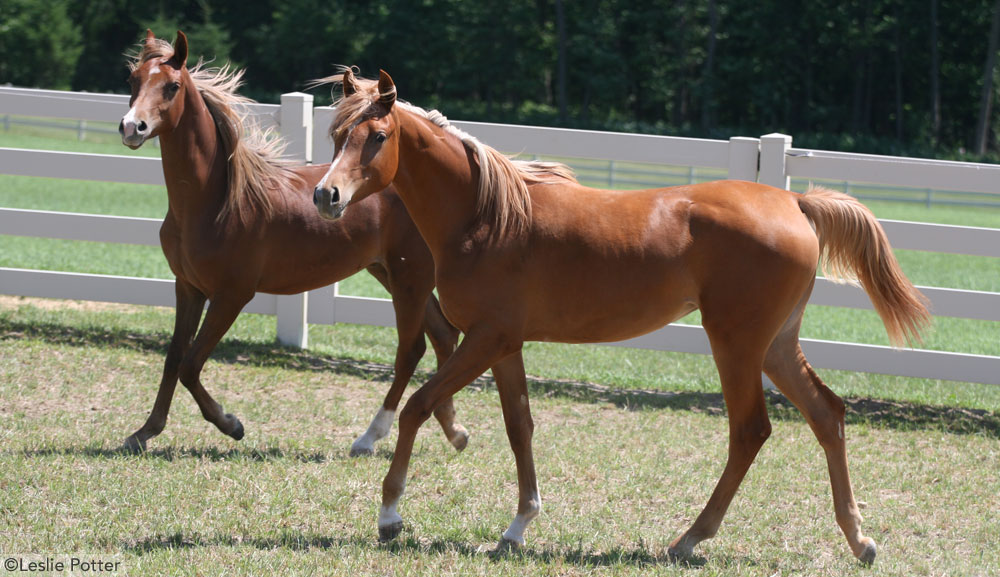 Chestnut Arabian