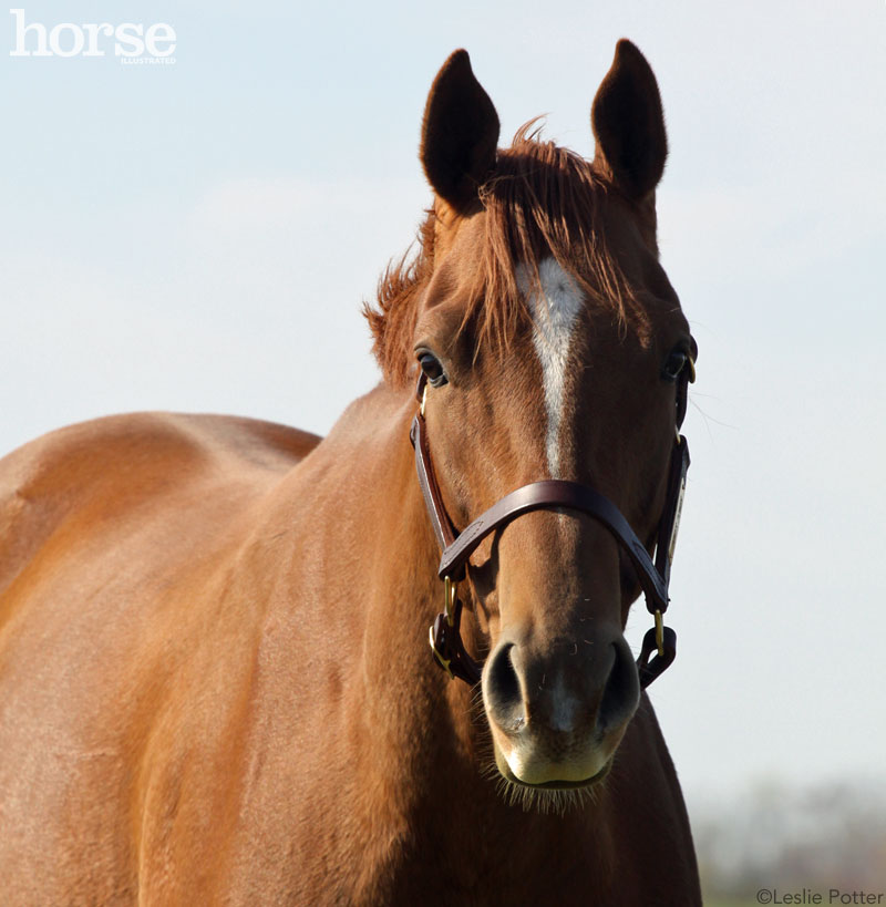 Friendly Horse