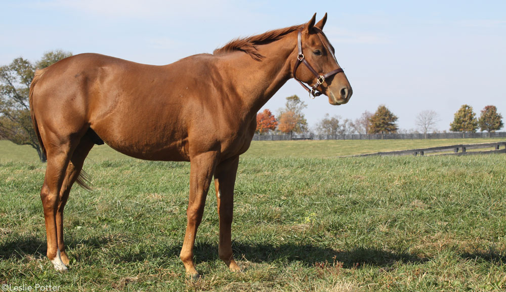 Chestnut Horse