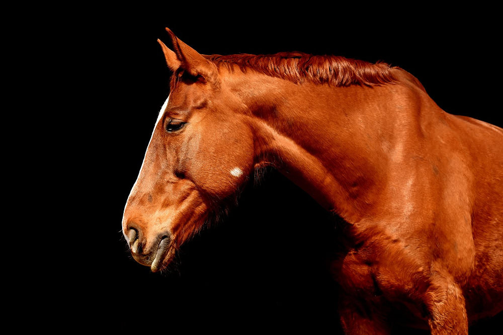 Chestnut Horse on Black Backgound