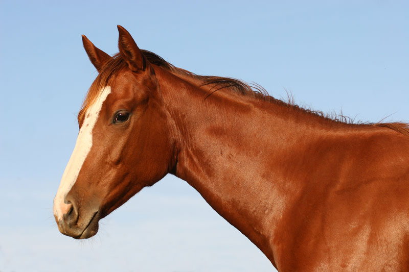 Chestnut Horse