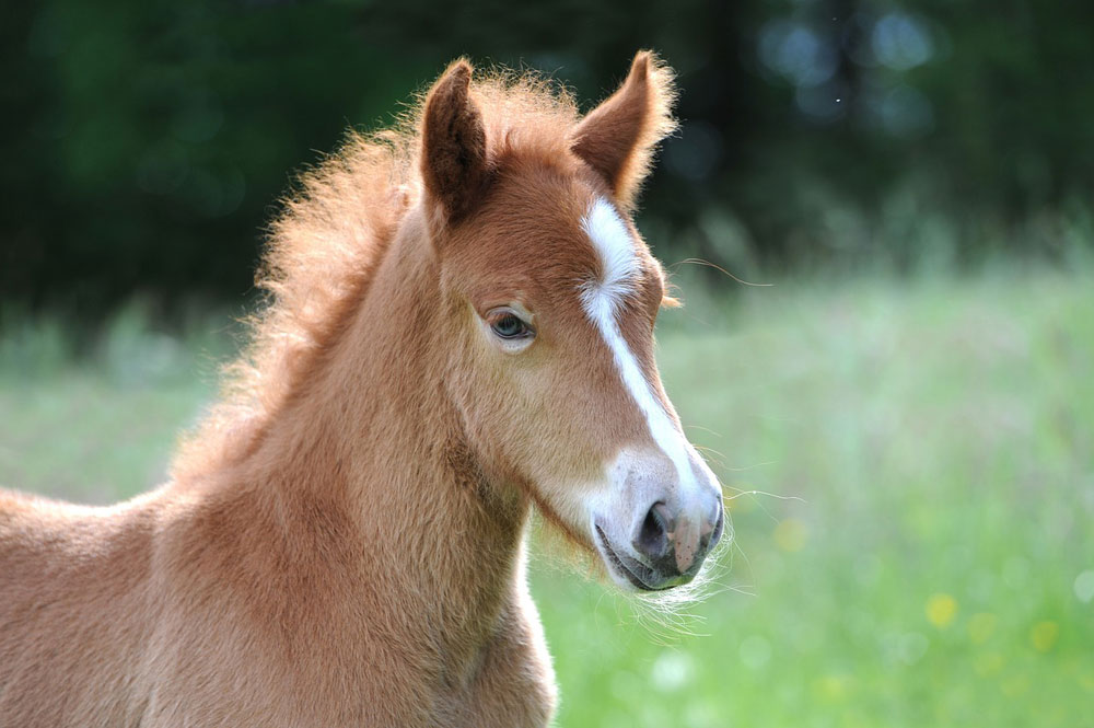 Pony Foal