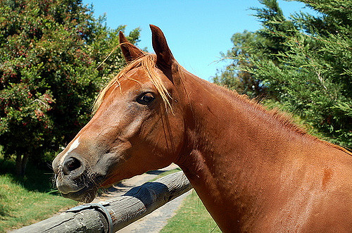 Chestnut Pony