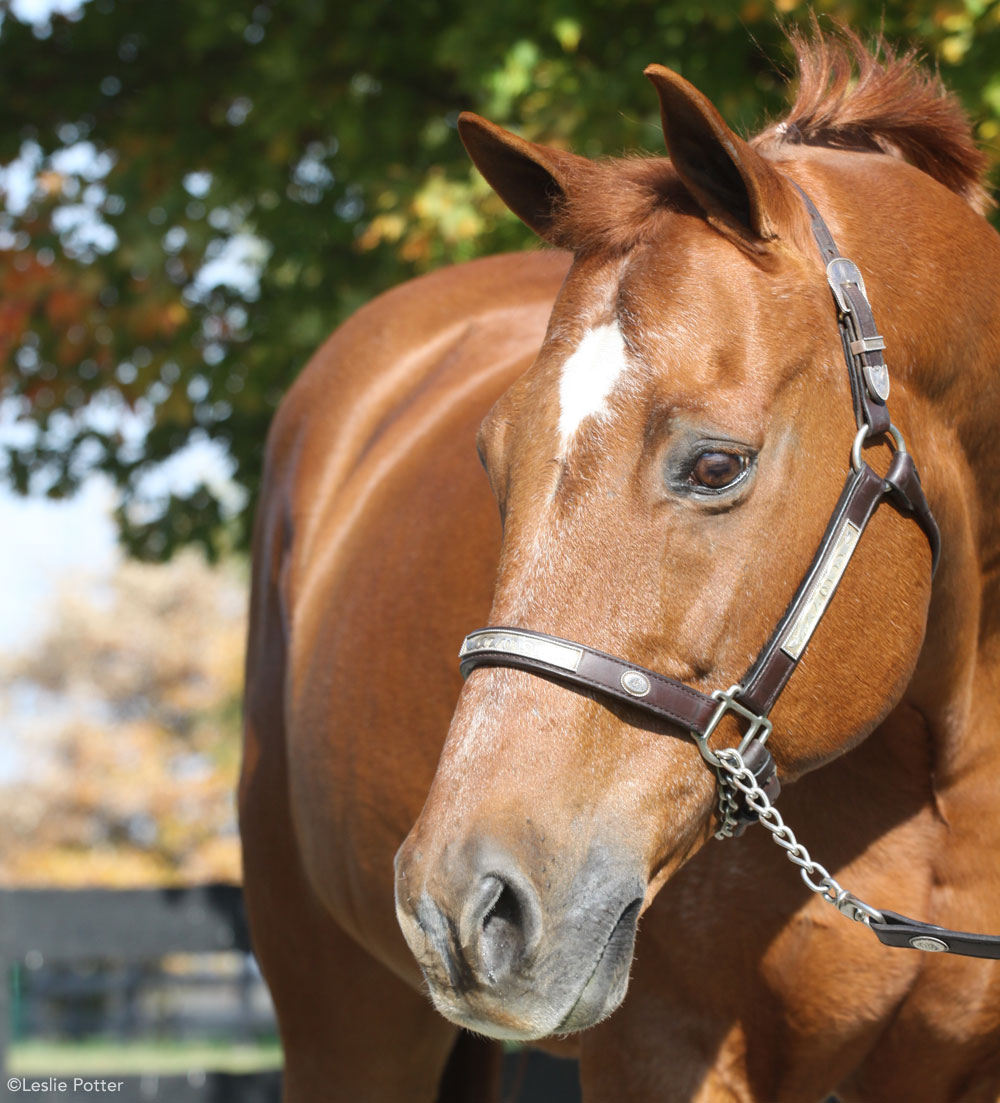 Chestnut Horses