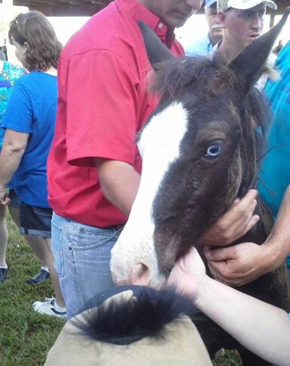 Chincoteague Foal