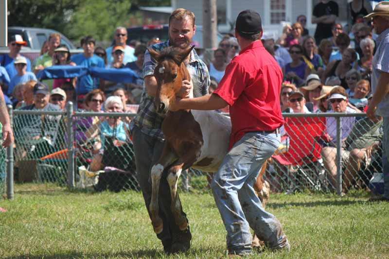 Chincoteague Foal