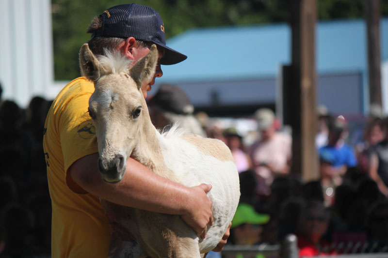 Chincoteague Foal