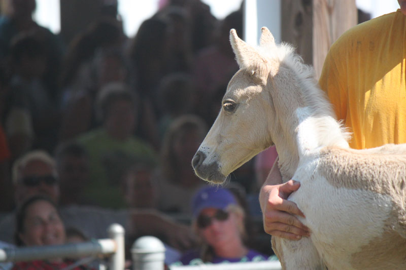 Chincoteague Foal