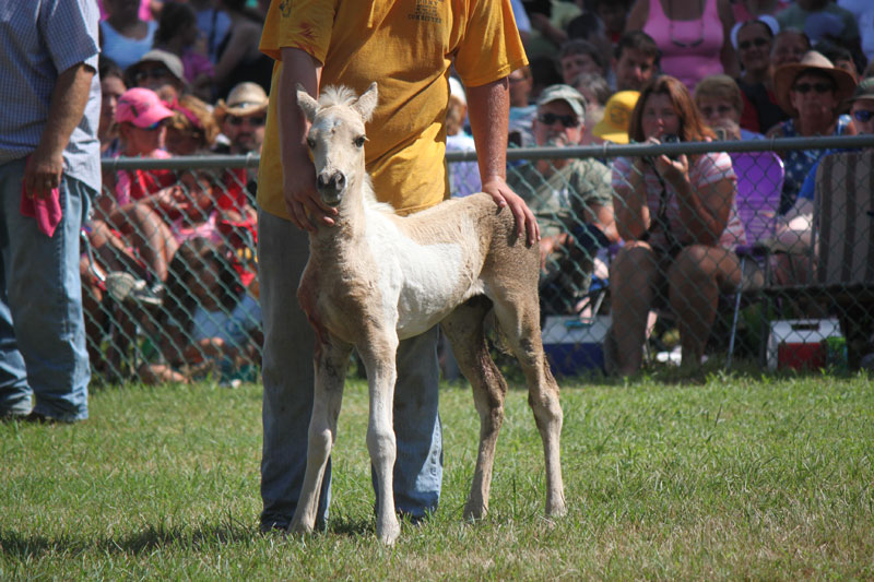 Chincoteague Foal