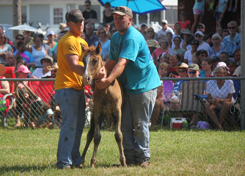 Chincoteague Foal