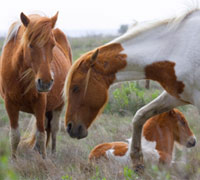 Chincoteague Ponies