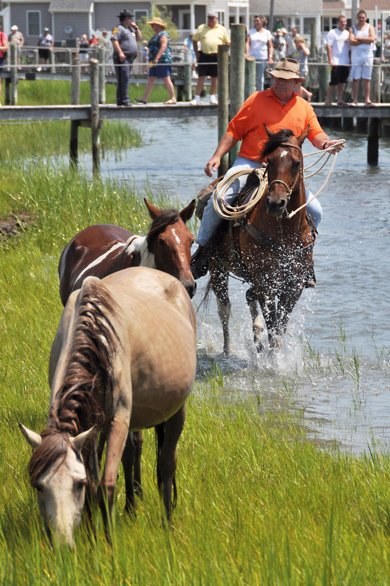 Chincoteague Pony Wikipedia