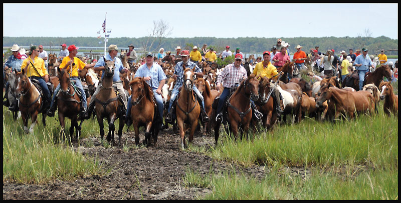 Chincoteague Pony Swim