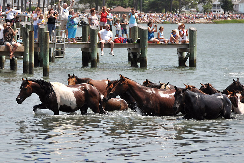 Chincoteague Pony Swim