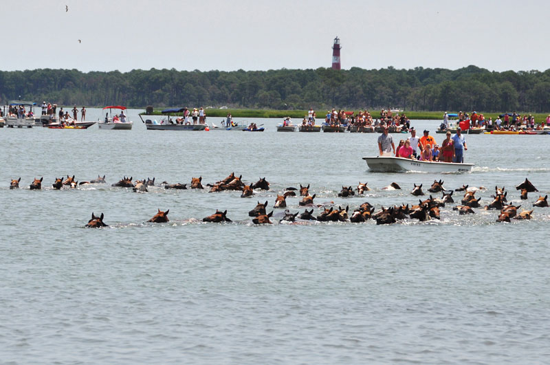 Chincoteague Pony Swim