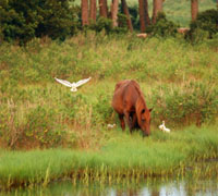 The Chincoteague pony herd is recieving health care from Merial Veterinary Services