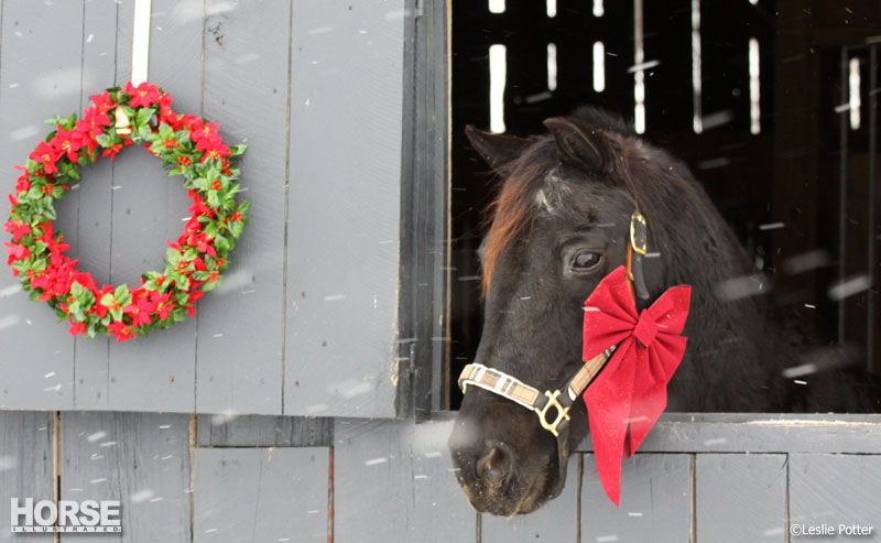 Christmas Horse