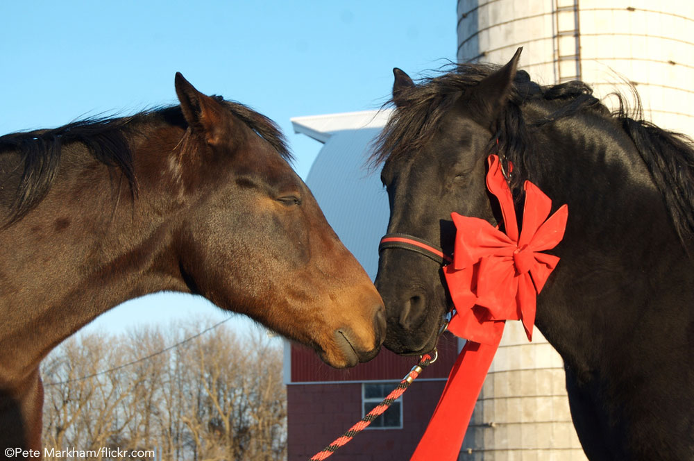 Christmas Horses