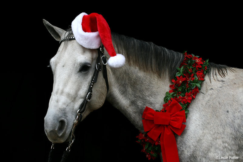 Christmas Horse