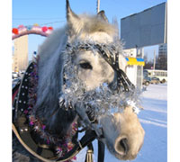 Christmas parade horse