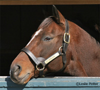 The Kentucky Horse Park will be opening for its 31st season in 2009