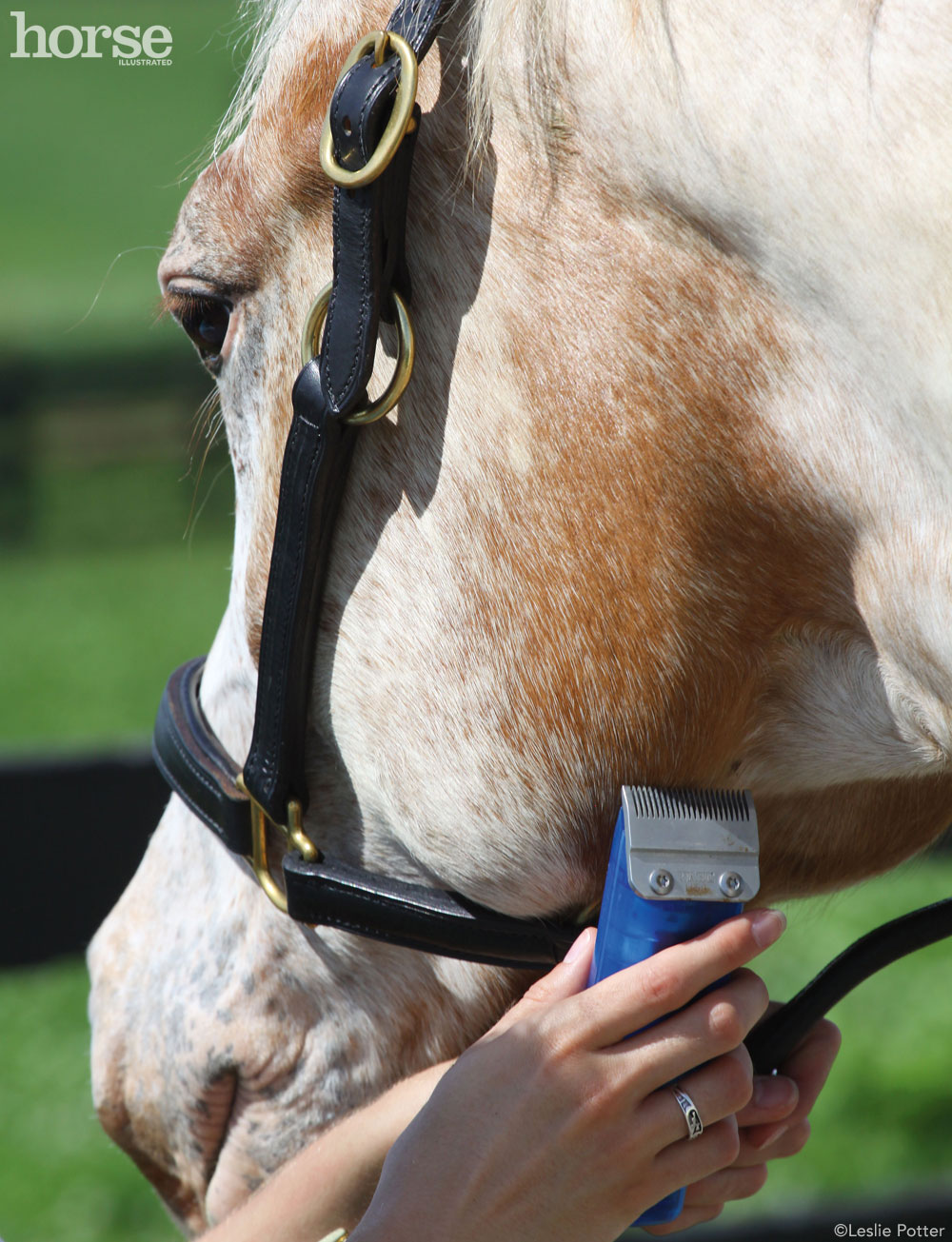 horse grooming secrets