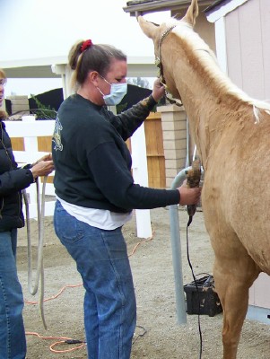 Casey Warren is an equine grooming expert