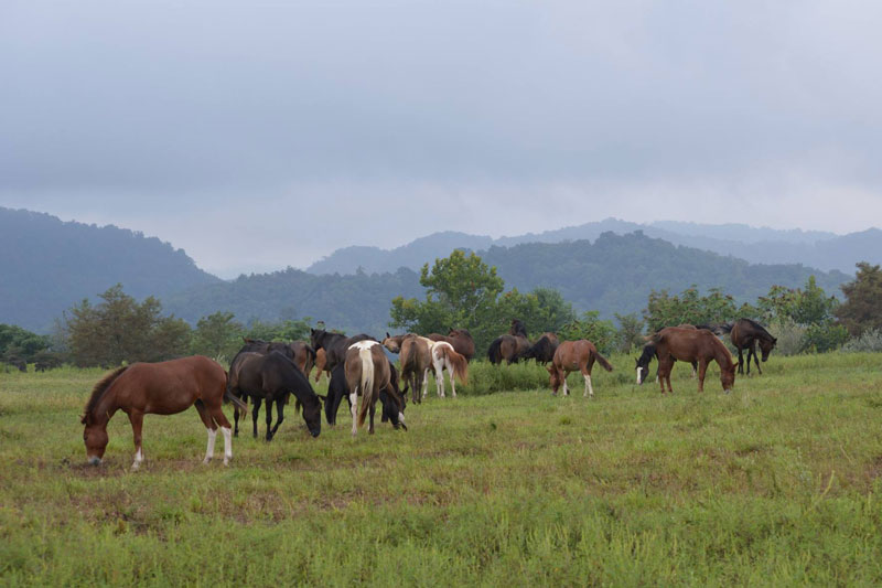 Coal Mine Horses