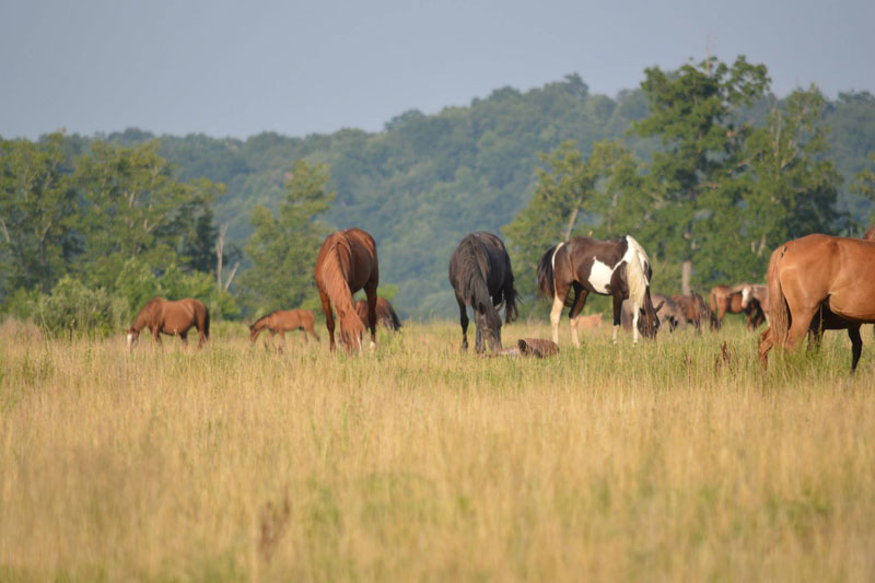 Coal Mine Horses