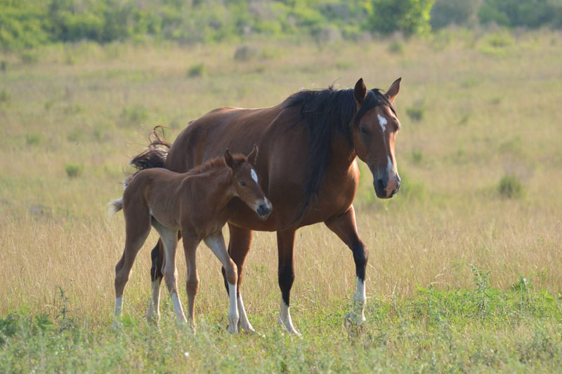 Coal Mine Horses