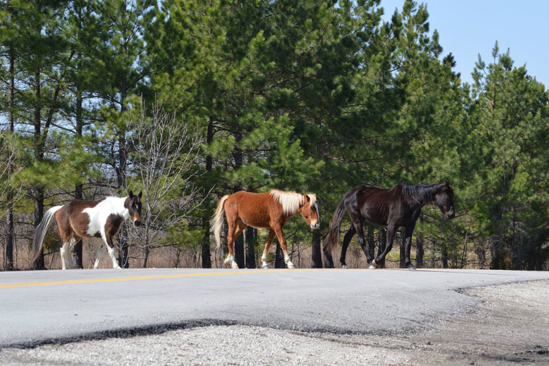 Coal Mine Horses