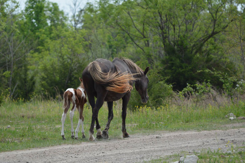 Coal Mine Horses