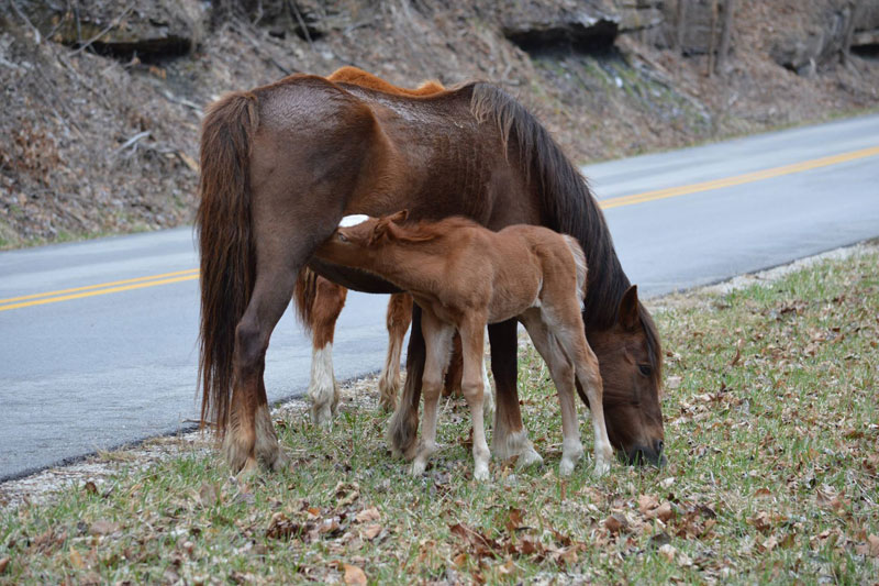 Coal Mine Horses