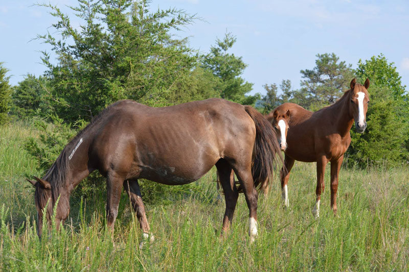 Coal Mine Horses