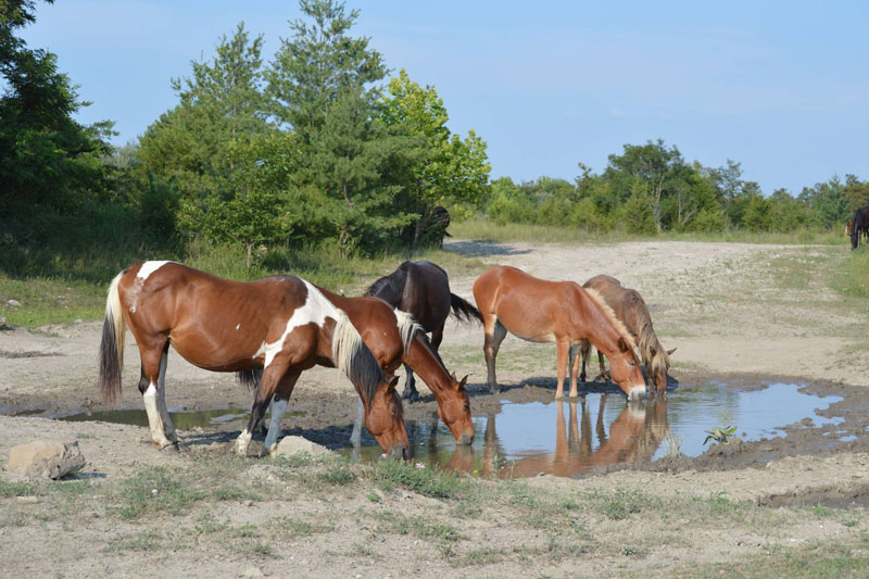 Coal Mine Horses